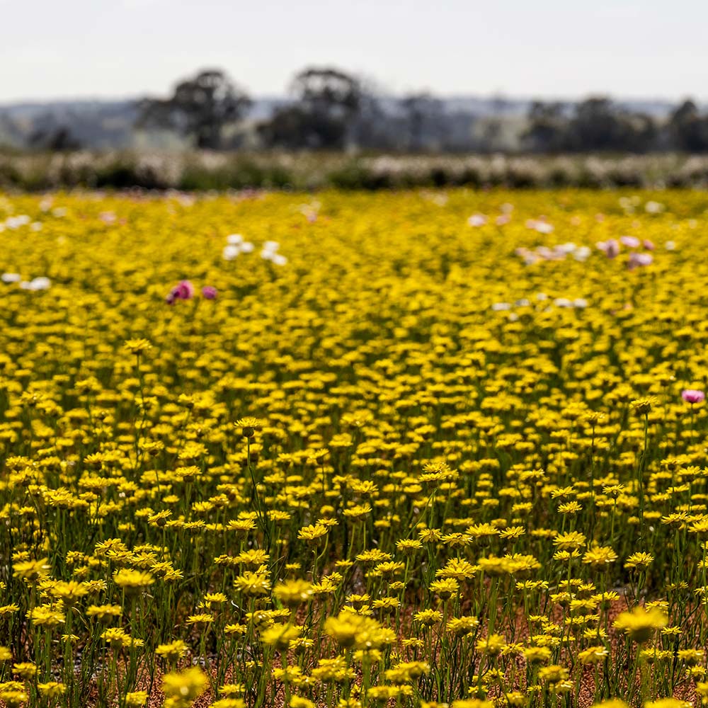 Zara's Golden Everlasting Daisy Seeds - Image 3