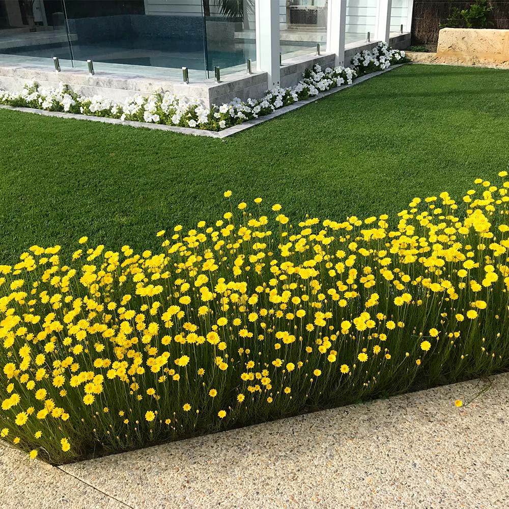 Zara's Golden Everlasting Daisy Seeds - Image 4