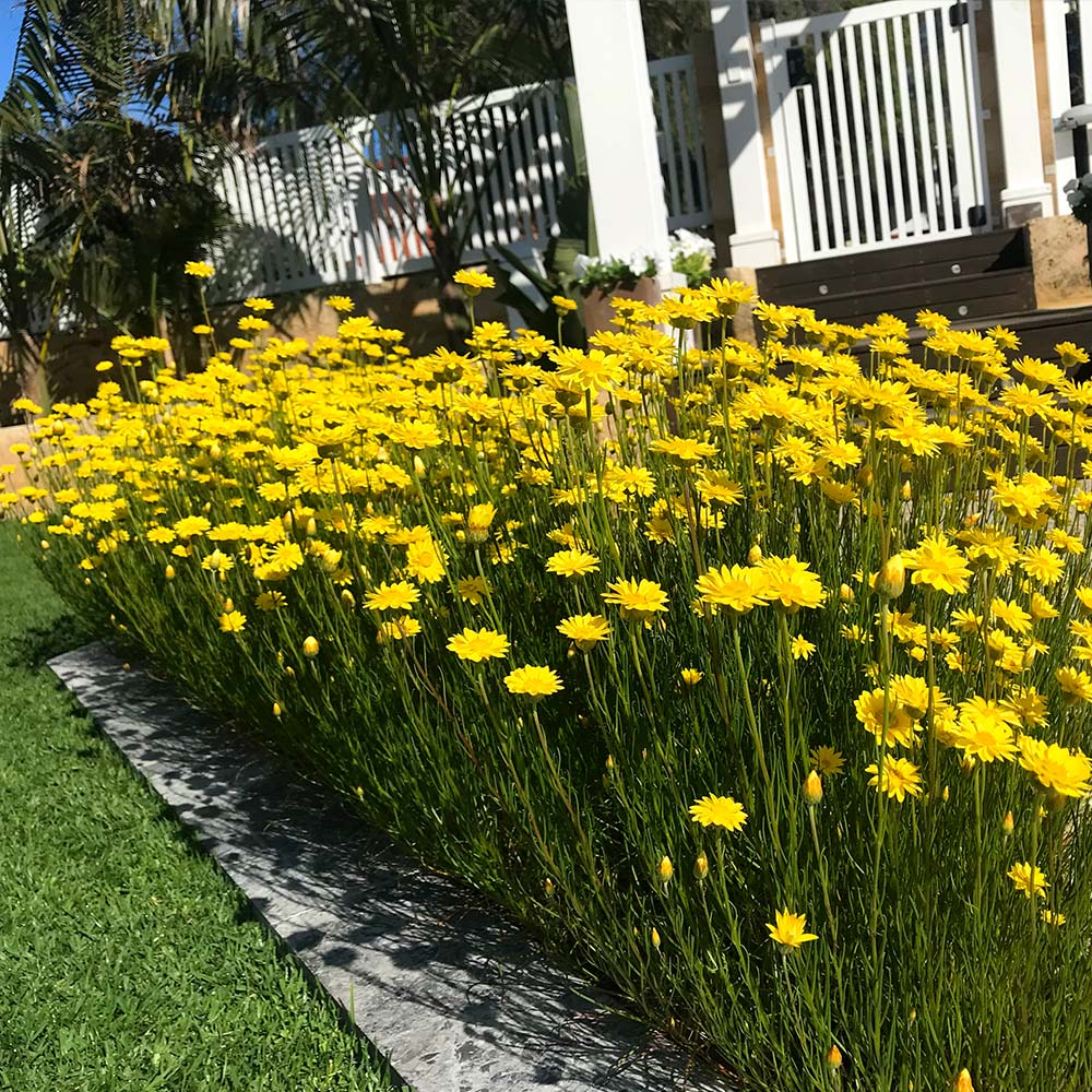 Zara's Golden Everlasting Daisy Seeds - Image 5